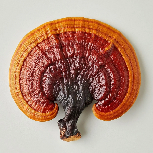Šviežias Reishi