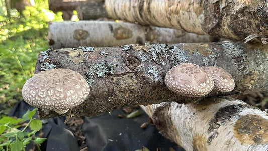 Shiitake grybo kapsulės