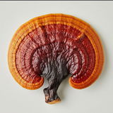 Šviežias Reishi