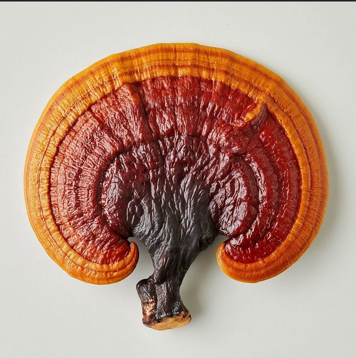 Šviežias Reishi