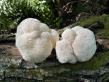 Šviežias Lion's Mane