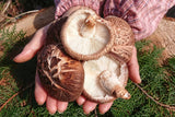 Šviežias Shiitake