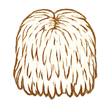 Lion's Mane