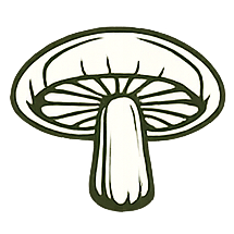 Shiitake
