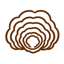 Turkey Tail
