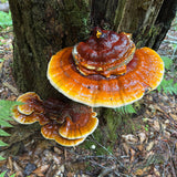 Šviežias Reishi
